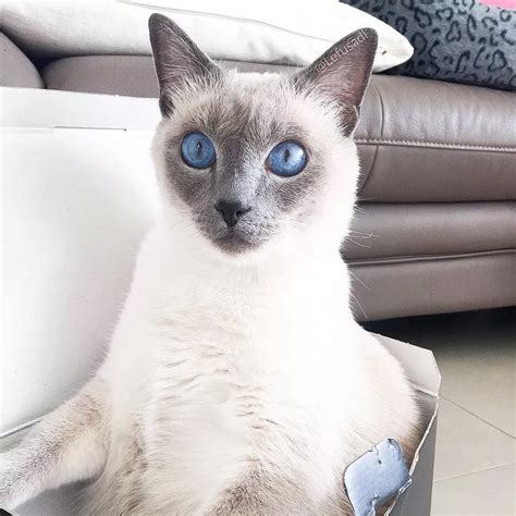 8 Cute Pictures Of Siamese Cats Siamese Cats Pretty Cats Cute Cats