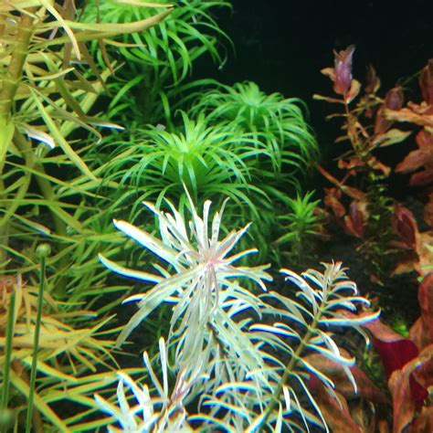 Elhazars Aquariums — Ludwigia Sp ‘whiteludwigia Sp ‘pink This