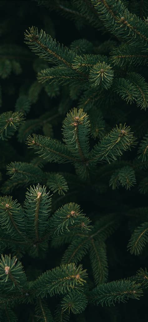 Close Up Photo Of Green Christmas Tree Iphone 11 Wallpapers Free Download