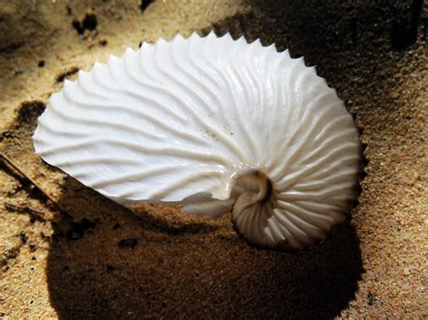 Paper Nautilus By Nicky Scrooby Nautilus Sea Shells Nautilus Shell