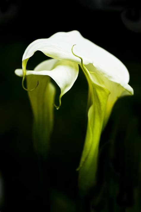 Flower Bianco E Nero Fiori