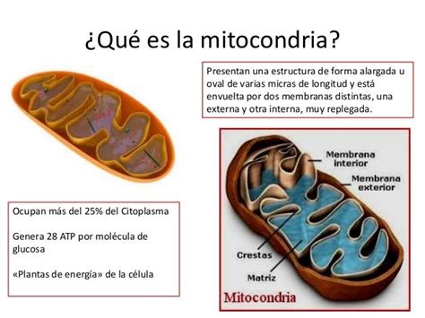 Esquema De La Mitocondria Ulas