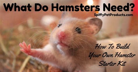What Do Hamsters Need Heres How To Make Your Own Hamster Starter Kit