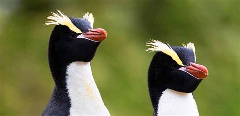Every Single Species Of Penguin With Yellow Hair