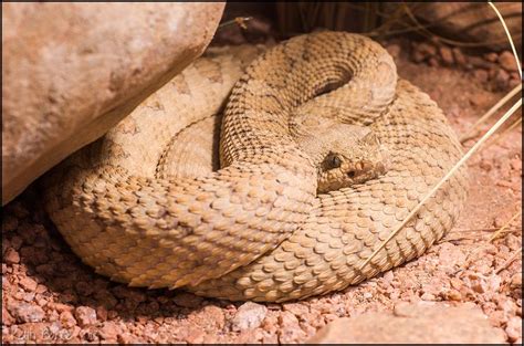 Grand Canyon Rattlesnake Pit Viper Animal Photography Missions Trip
