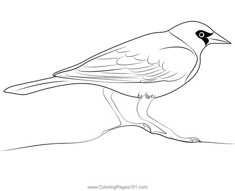 Adult Yellow Headed Blackbird Coloring Page For Kids Free New World
