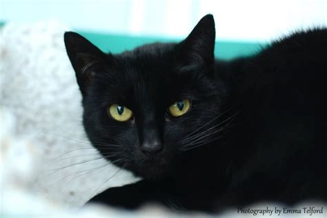 Successfully Rehomed Black Cat Animal Shelter Cats