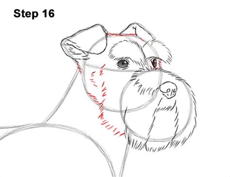 How To Draw A Dog Schnauzer Video And Step By Step Pictures