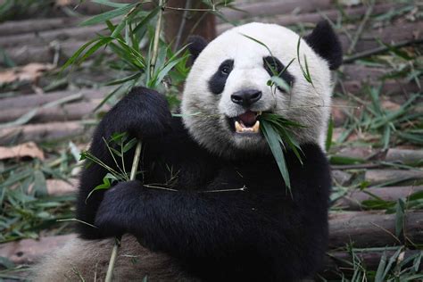 Giant Panda Domain Of The Bears