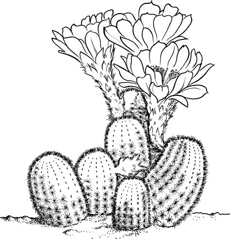 10 Cactus Coloring Page Printable Ideas