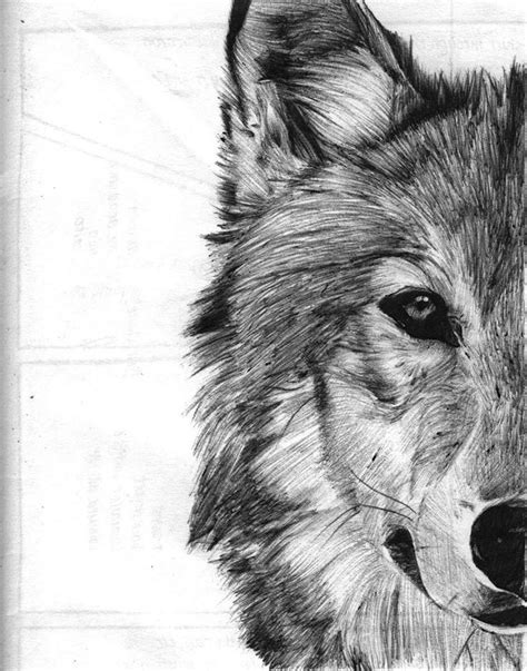 Wolf Sketch By Shanita Lyn Ballpoint Pen In Moleskine