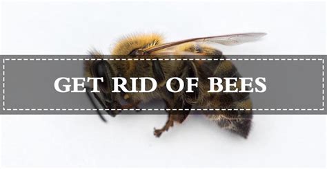 Still, if the bees establish a hive near a home or garden they can become a nuisance and there are ways to get rid of bumble bees naturally, without using toxic. How to get rid of bumble bees around the house ...