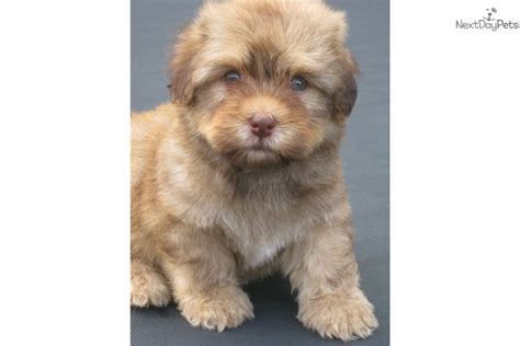 Quality havanese puppies in charlotte north carolina. Akc Red Chocolate: Havanese puppy for sale near Buffalo ...
