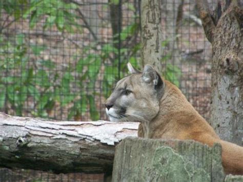 Browse the full menu, order online, and get your food, fast. Mountain Lion - Picture of Asheboro, North Carolina ...