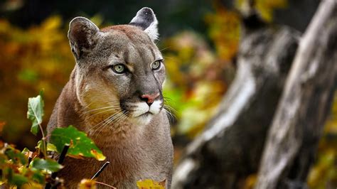 El Puma ¡un Animal Depredador Que No Ruge Hogarmania