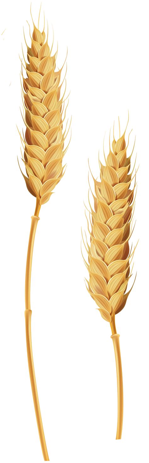 Field Clipart Wheat Picture 1087860 Field Clipart Wheat