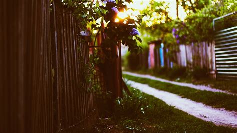 Fence Sunlight Depth Of Field Bokeh Leaves Hd Wallpapers Desktop