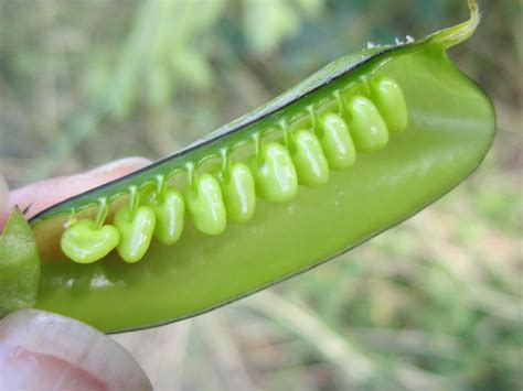 Always harvest seeds from your best performing plants. Offshoots: Pods and seeds