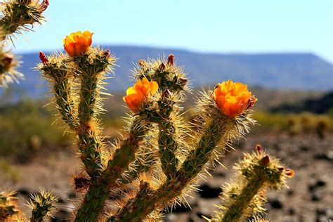 Sonoran Desert Cactus 1080p 2k 4k 5k Hd Wallpapers Free Download