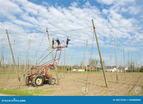 Farm Workers In Shovel Of Tractor Editorial Photo Image Of Hops