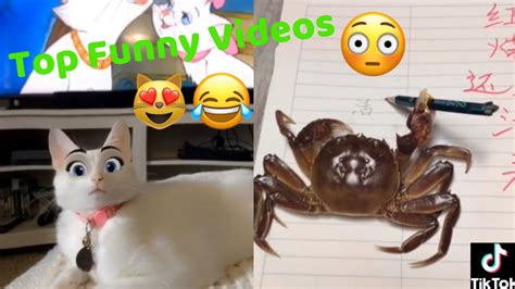 The Best Funny Animal Compilation Youtube