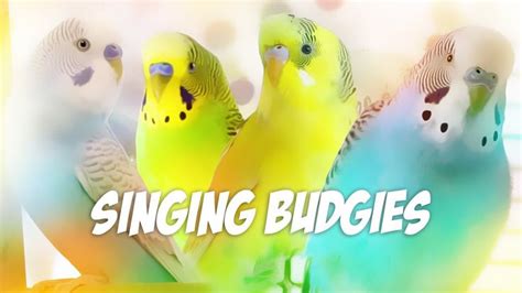 3 Hour Sounds For Lonely Budgies Budgie Singing Flock