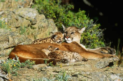 Cougar Female With Cubs Photograph By Jeffrey Lepore Pixels