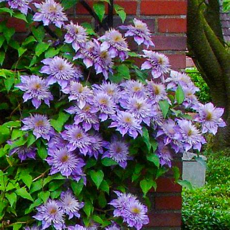 I planted sweet autumn clematis in each corner flower bed i have in the back yard. Clematis 'Crystal Fountain' Hardy Deciduous Flowering ...