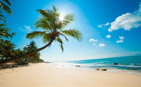 Обои берег пальма море солнце пляж скачать обои фото и картинки