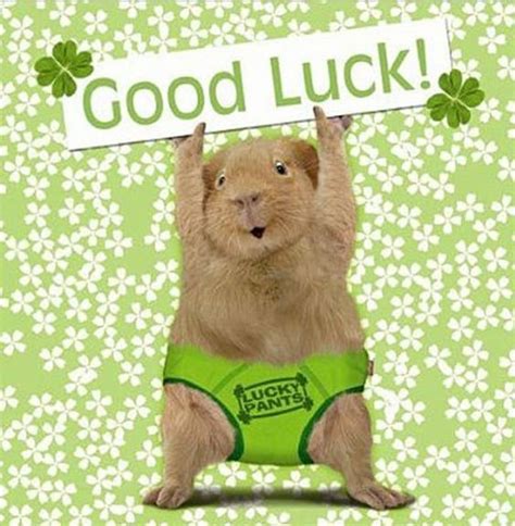 25 Fun And Uplifting Good Luck Memes To Spread Good Vibes Seso Open