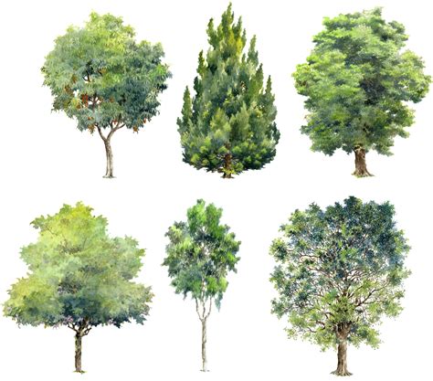 Trees Green Plants Beautiful Hand Painted Png Watercolor Trees For