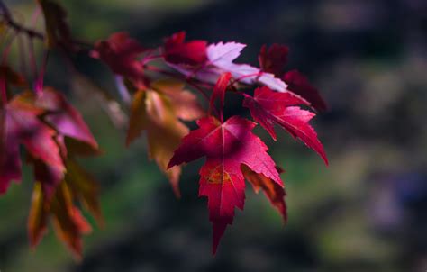 Wallpaper Blur Autumn Leaves Maple Branch Images For Desktop Section