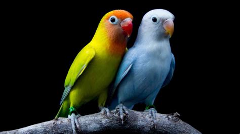 Macam Macam Burung Hias Yang Mudah Untuk Diperlihara Pet To Nature
