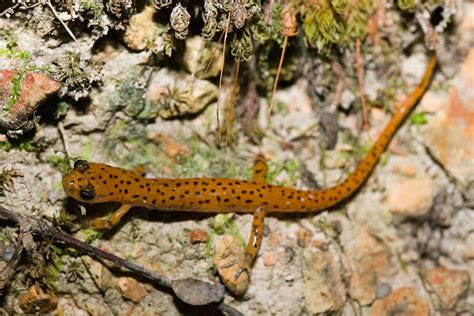 Eurycea Lucifuga Cave Salamander Herps Of Arkansas