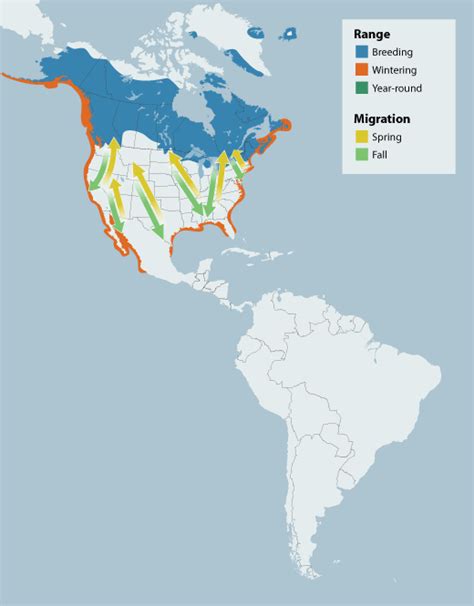 Common Loon Gavia Immer Boreal Songbird Initiative