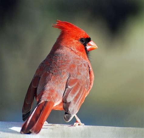 Northern Cardinal Northern Cardinal Backyard Birds State Birds