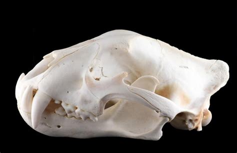 Jaguar Skull Side View Skull Side View Cat Anatomy Skull