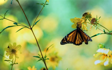 나비 고해상도 꽃 나비 벽지 다운로드 2560x1600 WallpaperTip
