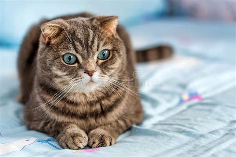 Grey British Shorthair Cat Portrait Stock Photo Image Of Curious