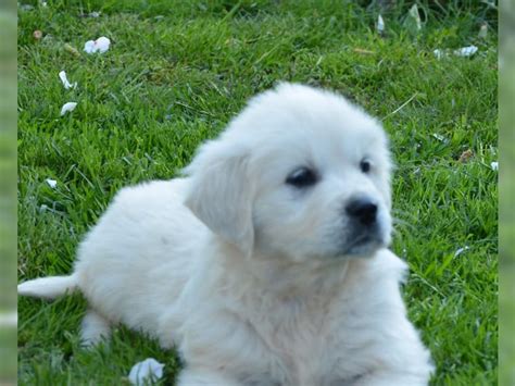 Find out more information below about the most popular crossbreeds you'll come across! Golden Retriever Welpen,weiss-creme,... (Thiendorf ...