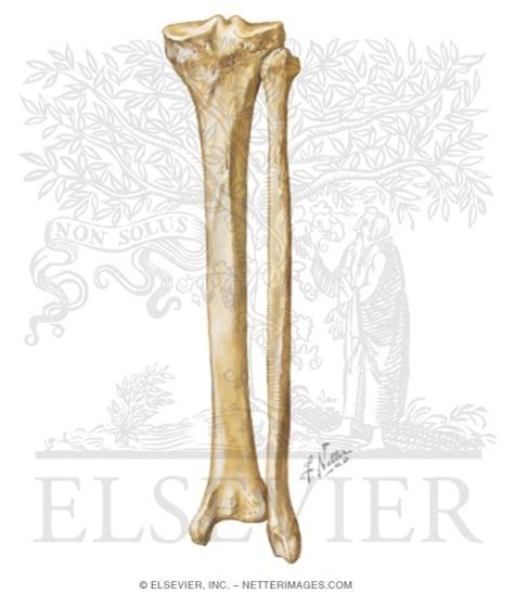 Bones Of Right Leg Posterior View