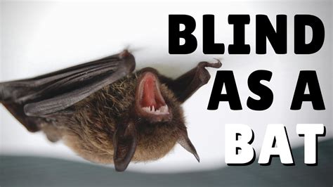 Are Bats Actually Blind 🦇 Youtube