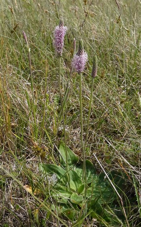 Northwest Norfolk Naturalists Hoary Plantain Meadow Barley And Annual