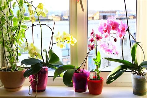 Growing Orchids In Containers Do Orchids Need Special Pots To Grow In