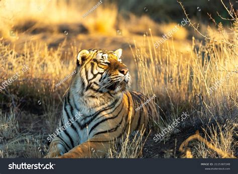 Portraits Bengal Tiger Stock Photo Edit Now 2115387248