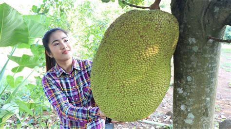 It Is A Big Jackfruit That I Pick From Backyard For My Recipe