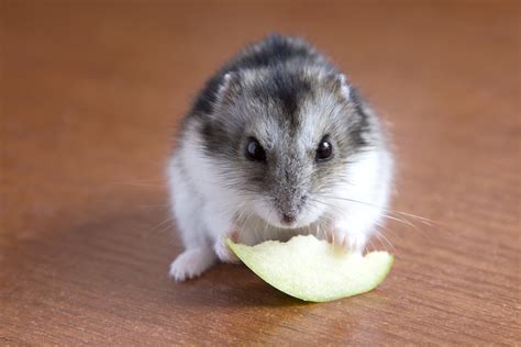 Rodents Hamster Closeup Animals Wallpapers Hd Desktop
