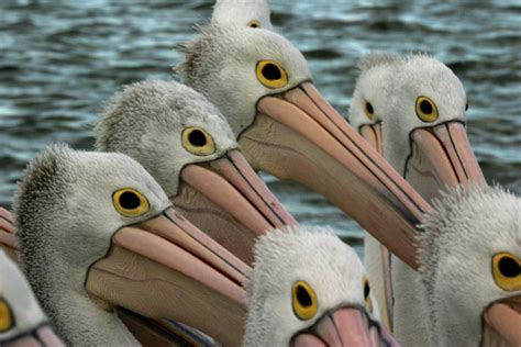 Outback Pelicans Pelican Facts Nature Pbs