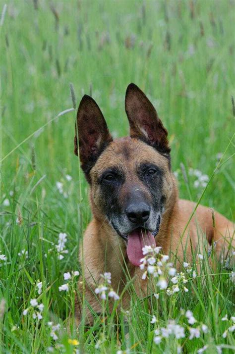 The abmc represents belgian malinois owners and breeders across the united. Is The Belgian Malinois A Good Family Dog? | Your Dog Advisor