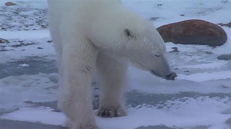Polar Bear Adventure Churchill Youtube
